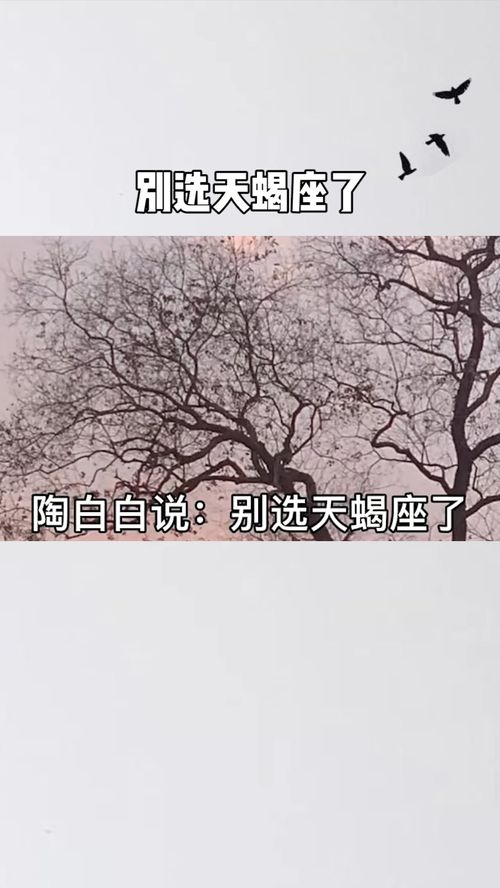 陶白白如何挽回白羊,陶白白的白羊情感修复计划