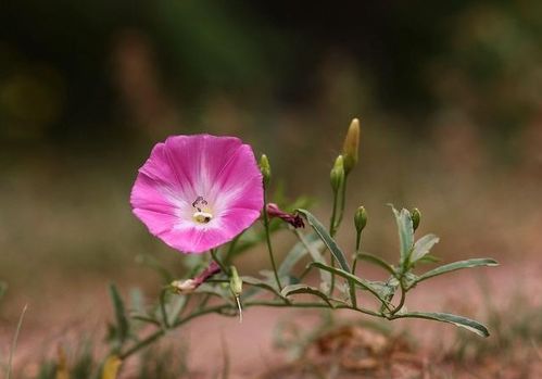 花开并蒂情感挽回机构,花开情感：重燃并蒂爱情