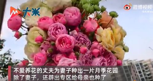 挽回老婆送什么花,如何用花挽回老婆的心