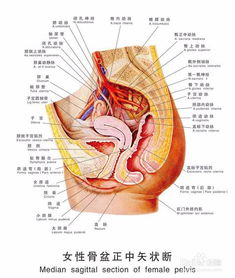 胎儿胆囊积液怎么挽回,胎儿胆囊积液如何治疗？