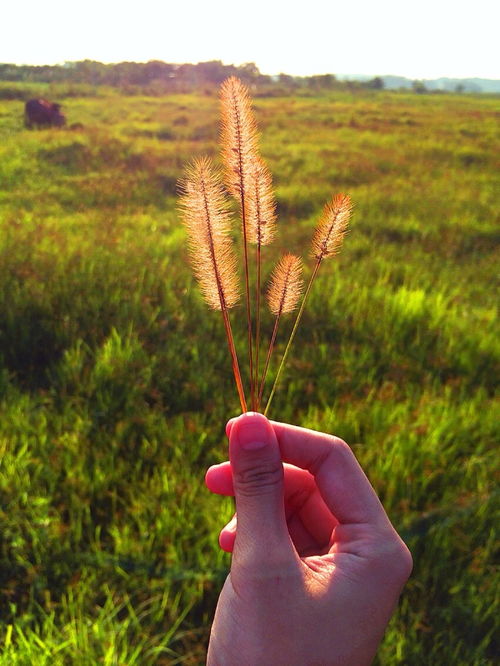 小草挽回极端的感情,小草拼尽全力挽回感情