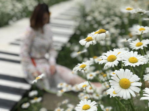 失恋挽回花束图片女孩,失恋后的花语，挽回真爱